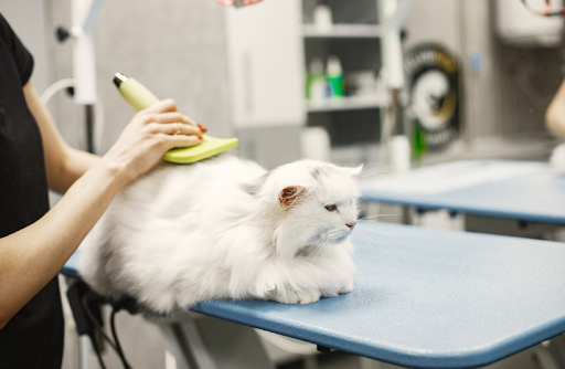 Creating a Pet Grooming Routine That Works