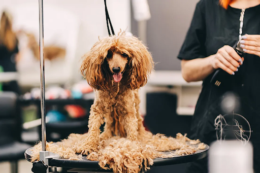How Professional Groomers Handle Dematting and Keep Dogs Comfortable